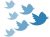 Twitter birds followers
